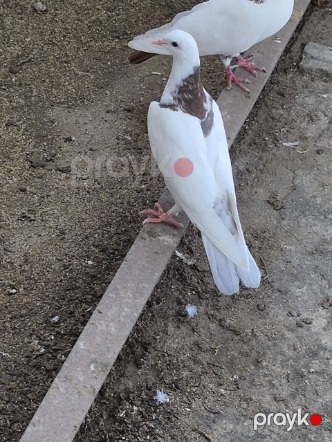 Qırmızı boynugüllü orta bozquyruq uzun nazik baladı.15