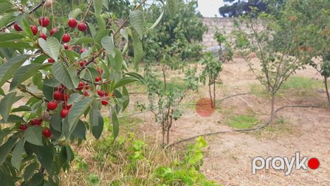 10 sot, Tikinti, Barter mümkündür, Kupça (Çıxarış) — Bakı