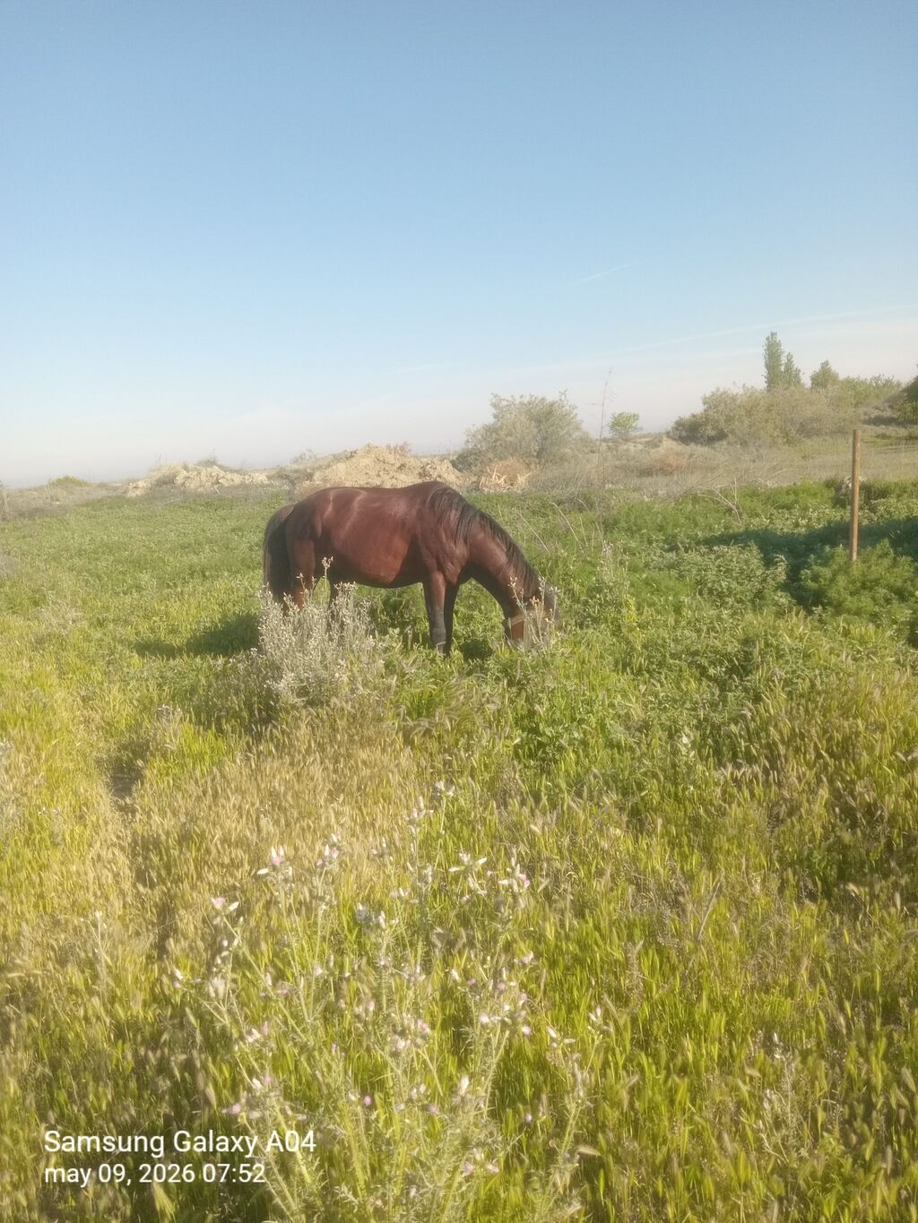 Erkək, il: 6, Ünvandan götürmə — Atlar, Kürdəmir (2)
