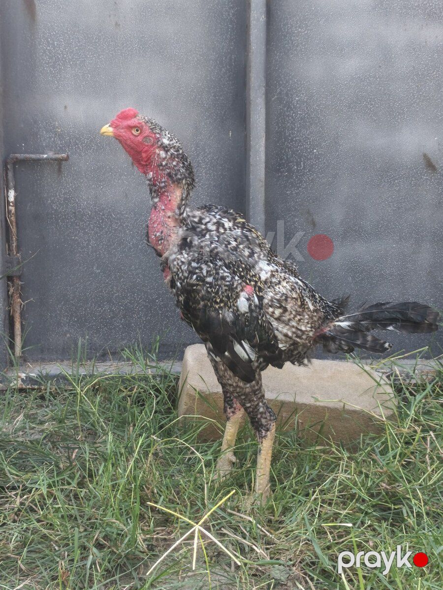 Heyratı yumurtası — Quşlar, Kürdəmir (2)