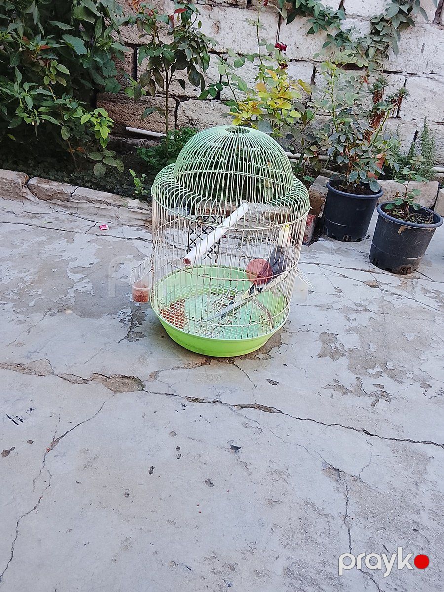 Korella tutuquşu — Quşlar, Bakı (2)