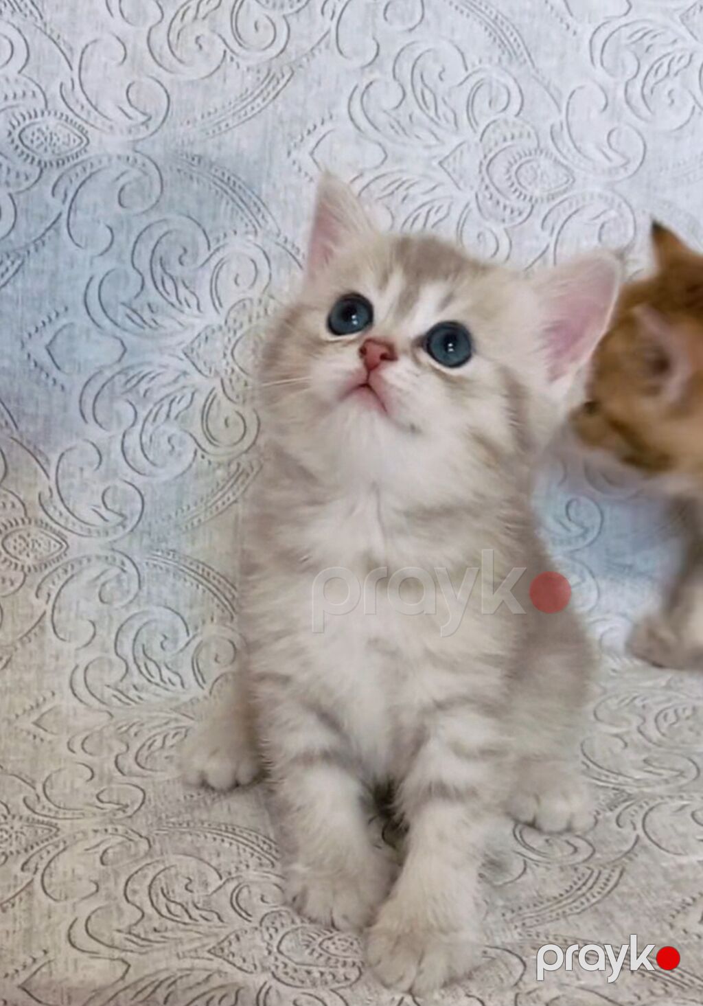 Tabbi, Erkək, Yaxşı əllərə, Ünvandan götürmə — Pişiklər, Bakı (8)