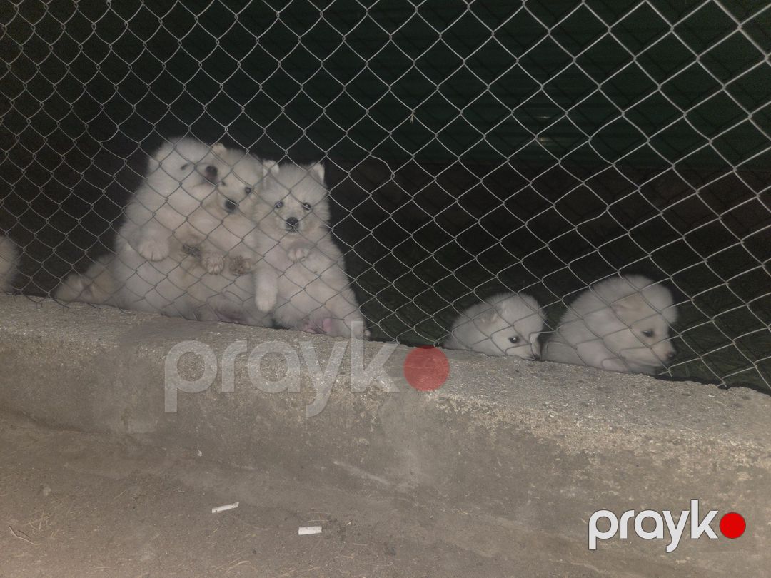 Samoyed balaları — Köpəklər, Bakı (3)