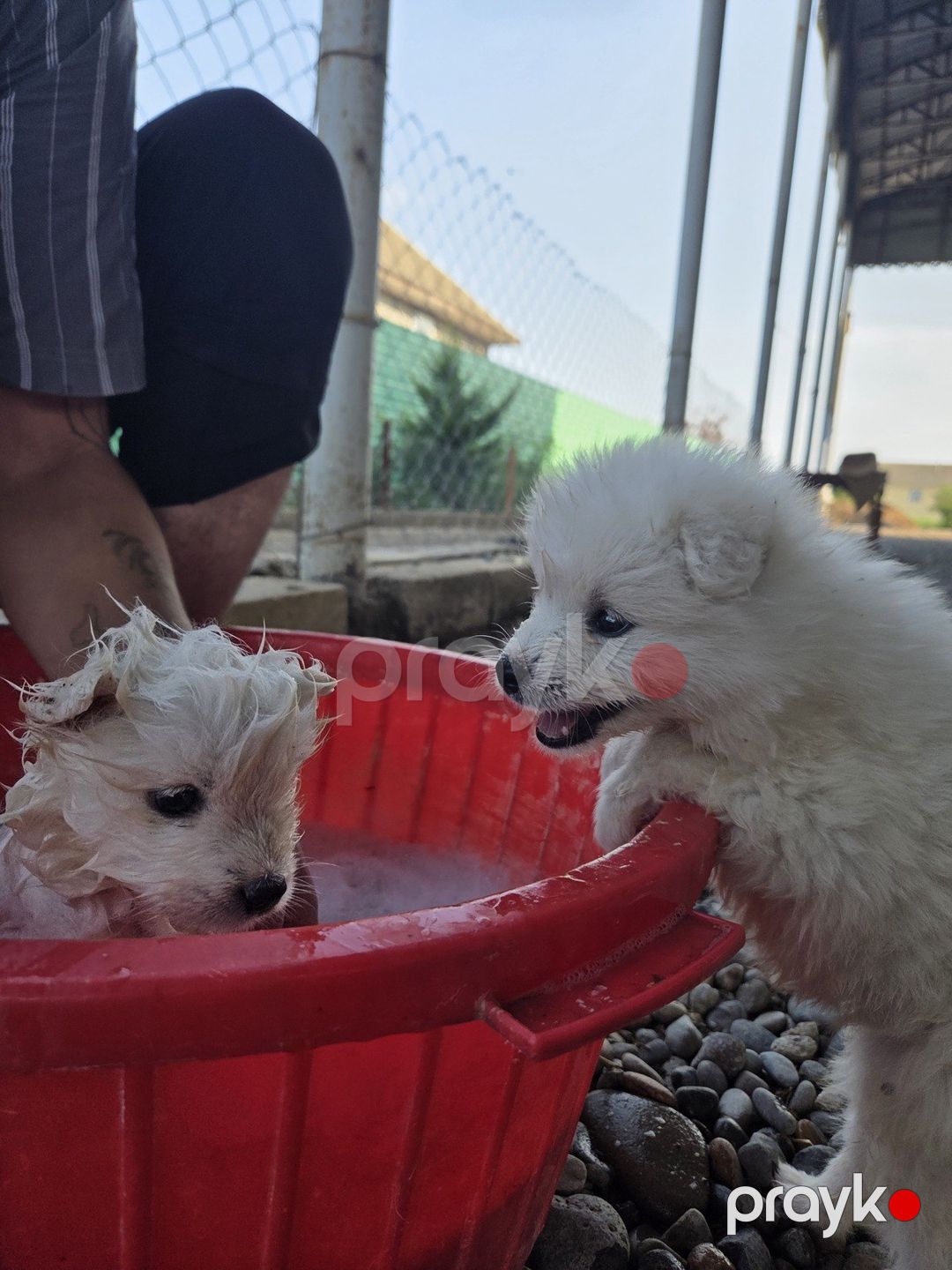 Samoyed balaları — Köpəklər, Bakı (5)