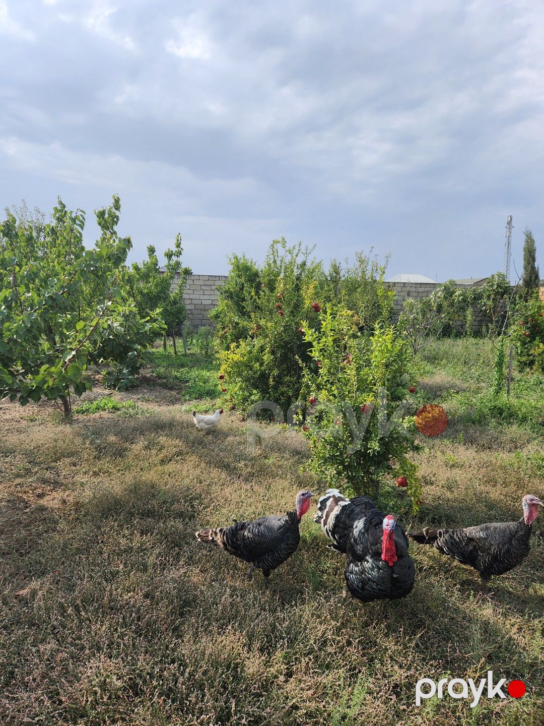 Satılır torpaq 6 sot — Torpaq, Bakı (3)