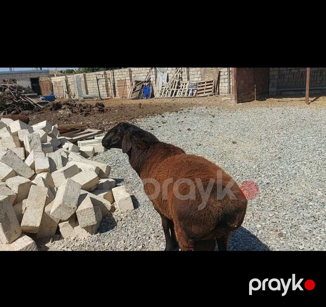 Qoç — Kənd təsərrüfatı heyvanları, Sumqayıt (3)
