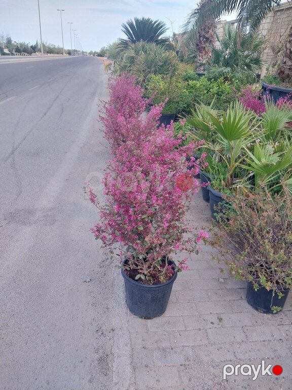 Bitkilər — Bitkilər, Bakı (4)