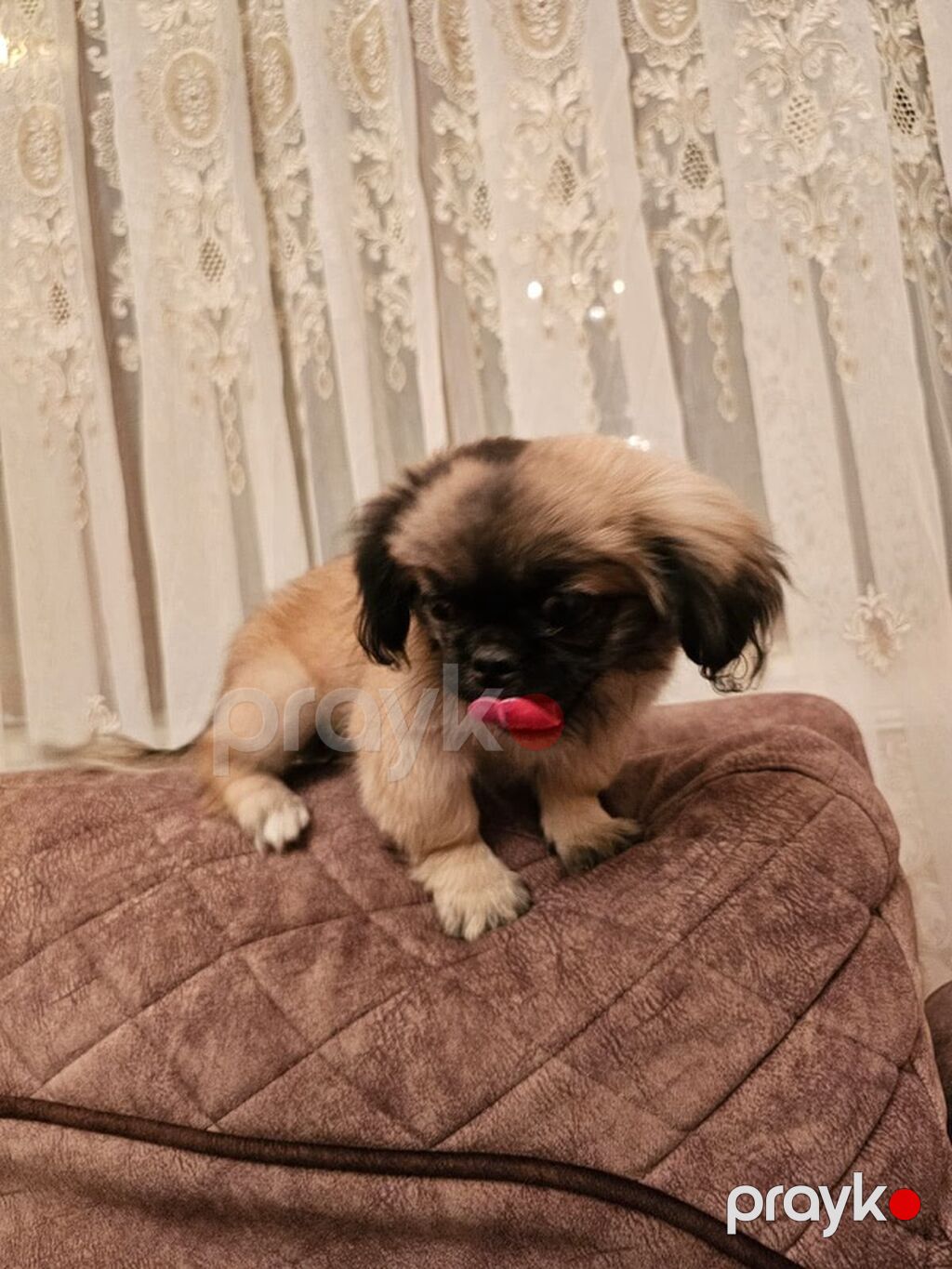 Pekines, 3 ay, Dişi, Peyvəndli — Köpəklər, Gəncə (3)