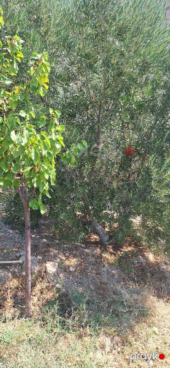 Satılır torpaq 5.5 sot — Torpaq, Sumqayıt (11)