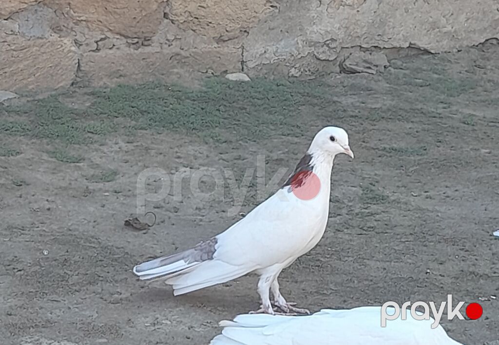 2 side tutulmadi erkeydi 2 side — Göyərçin, Bakı (4)