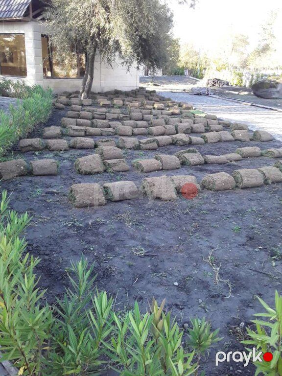 Qazon — Bitkilər, Bakı (6)