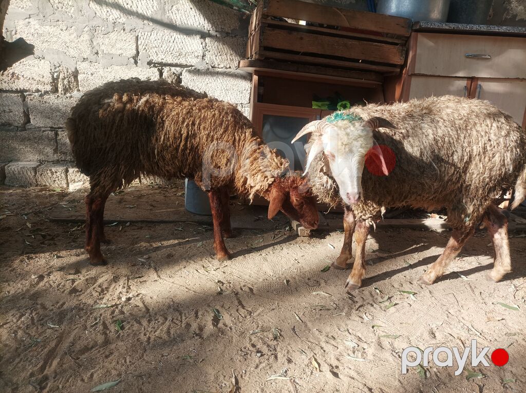 Salam Qiymət bir heyvana aiddir ikisin götürən olsa endirim edəcəm — Kənd təsərrüfatı heyvanları, Digah (4)