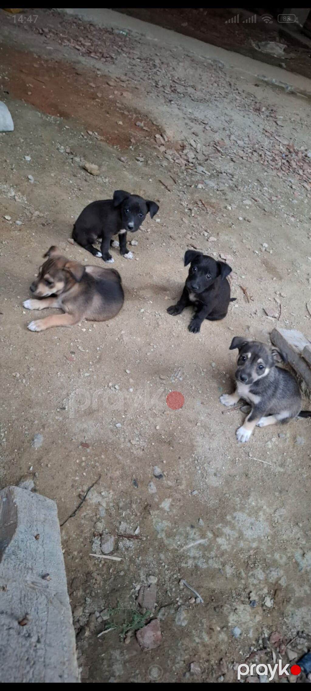 Zvonok, 1 ay, Dişi — Köpəklər, Digah (2)
