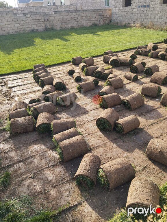 Qazon — Bitkilər, Bakı (2)