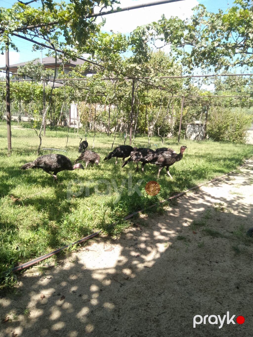 Bronz hundisqalari — Digərləri, Novxanı (3)