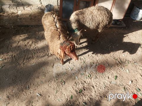 Salam Qiymət bir heyvana aiddir ikisin götürən olsa endirim edəcəm — Digah