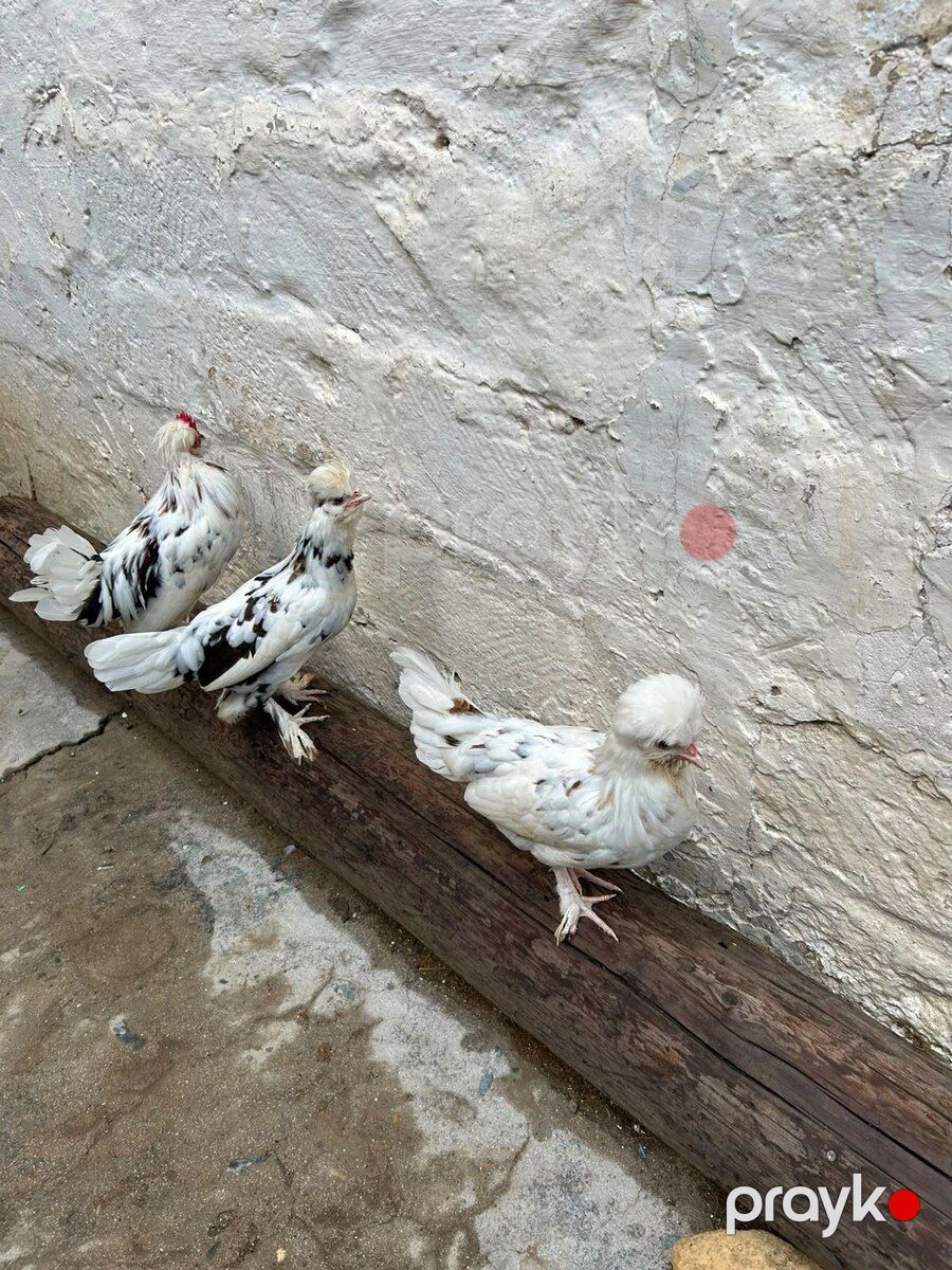 Yaponka xoruzu və fərələr — Quşlar, Bakı (2)