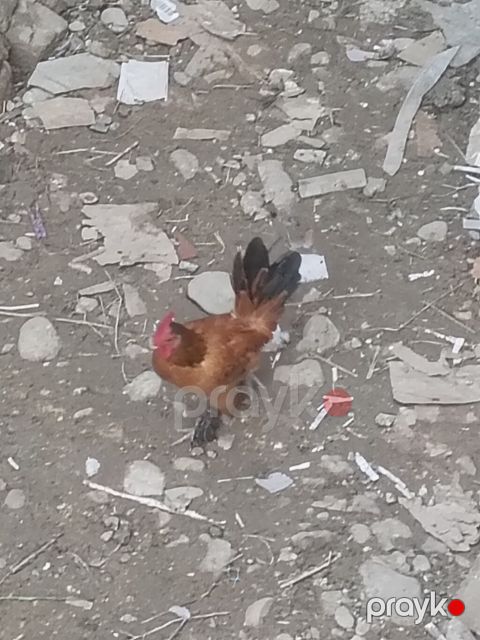 Yaponka xoruzdu — Sumqayıt