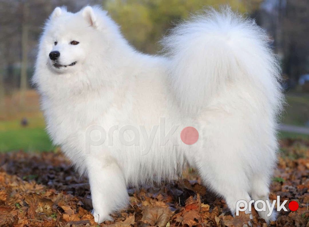 Samoyed balaları — Köpəklər, Bakı (4)