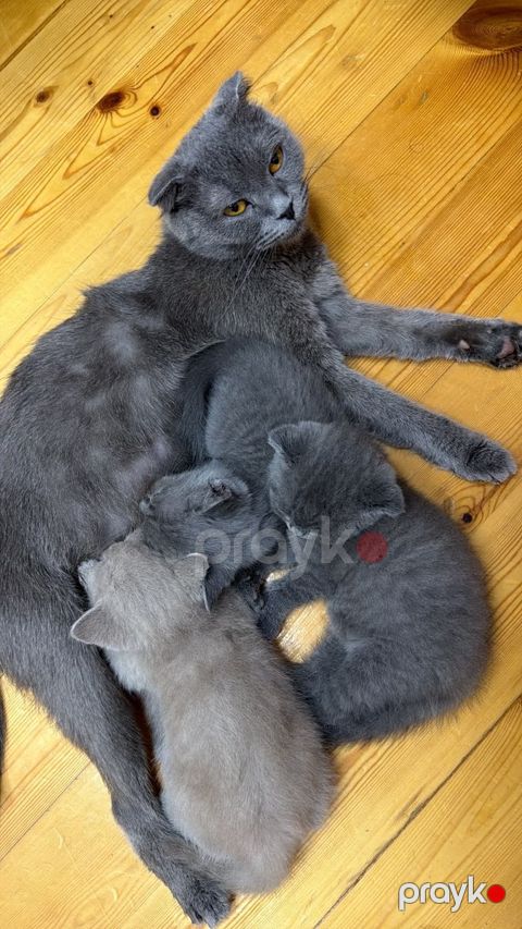 Şotland Ailəsi pişik — Bakı