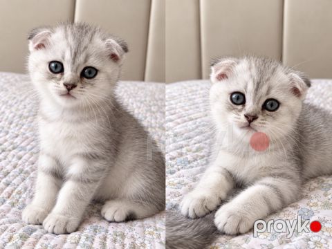 Шотландские котята — Bakı