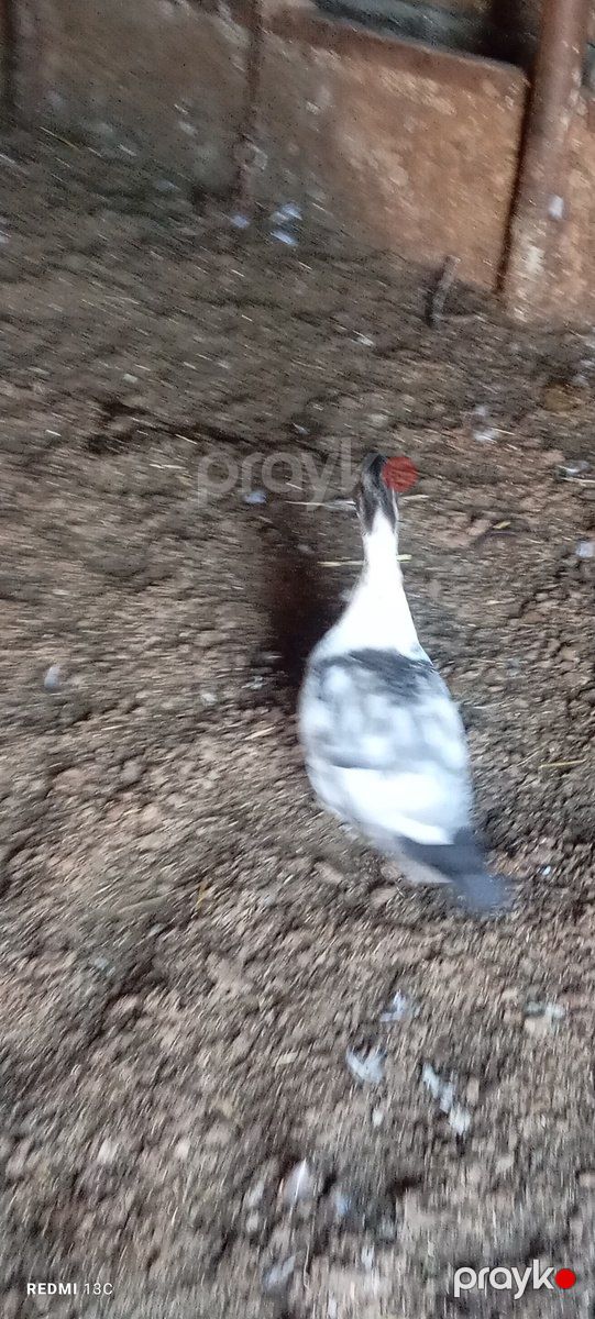 Lal ördəklər — Quşlar, Şamaxı (2)