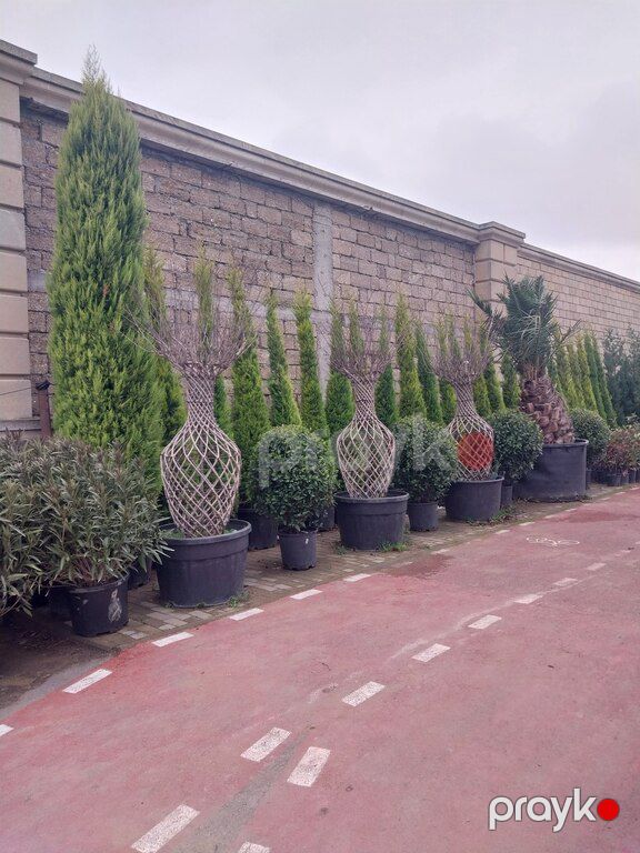 Leylandra ağacı — Bitkilər, Bakı (6)