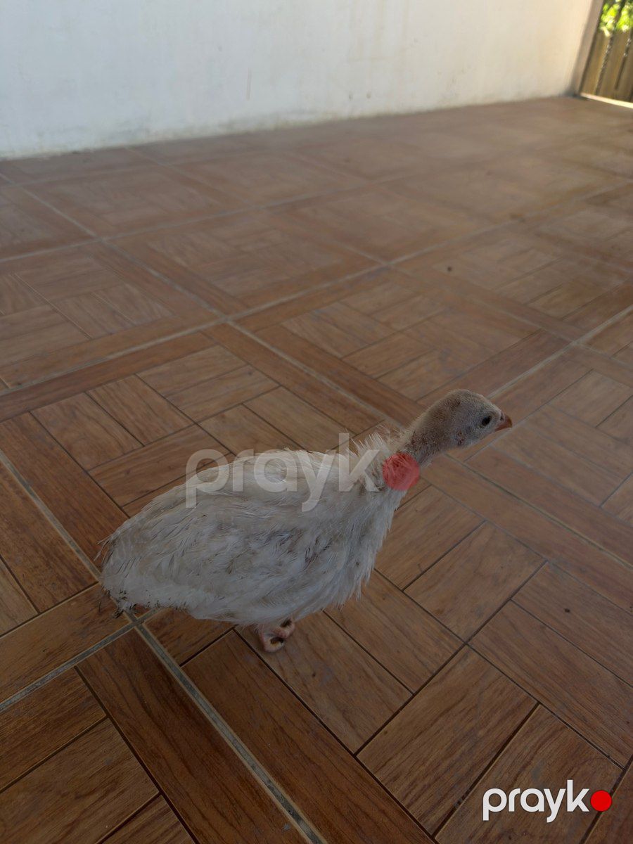 Firənglər (sesarlar) — Quşlar, Bakı (4)