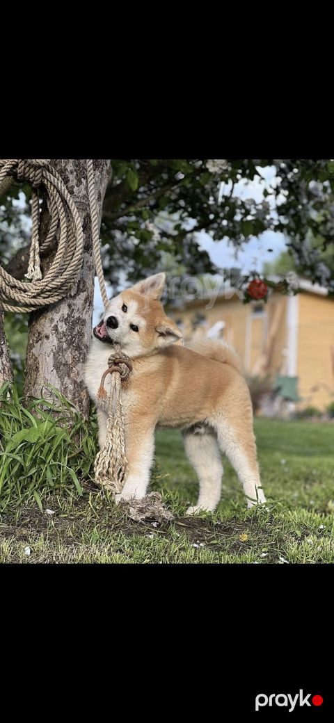 Akita-inu — Bakı