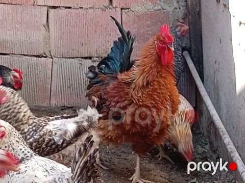 Xoruz, il: 1, Ünvandan götürmə — Sumqayıt