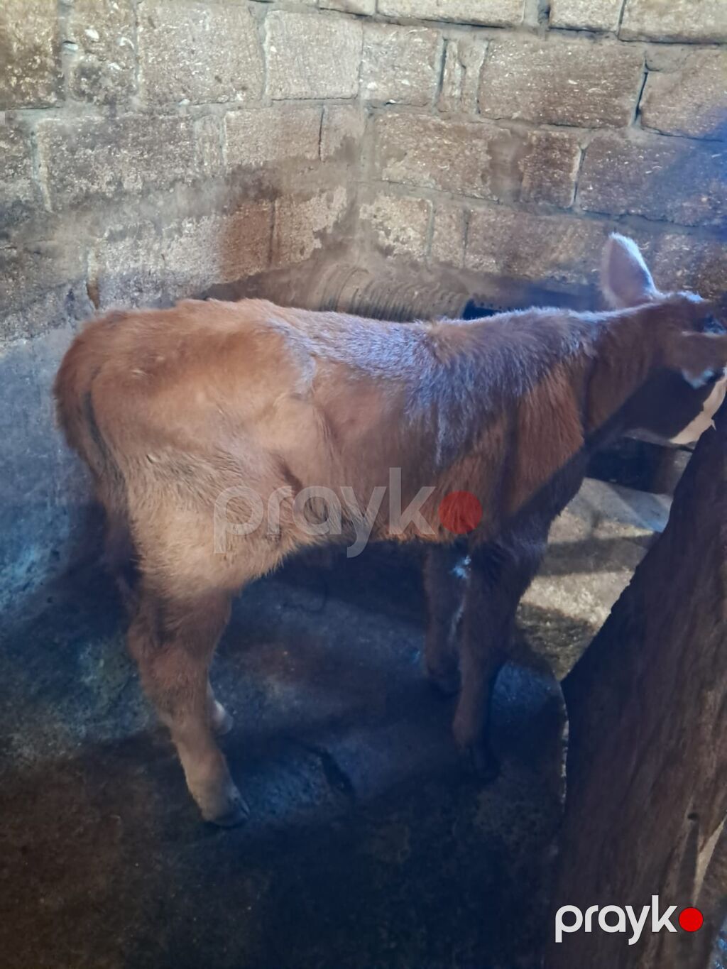 Satlıq buzovlarZiğdadir - Cins/type: Yerli qarışQiıqlar (qara‑ağ alaca — Kənd təsərrüfatı heyvanları, Bakı (6)