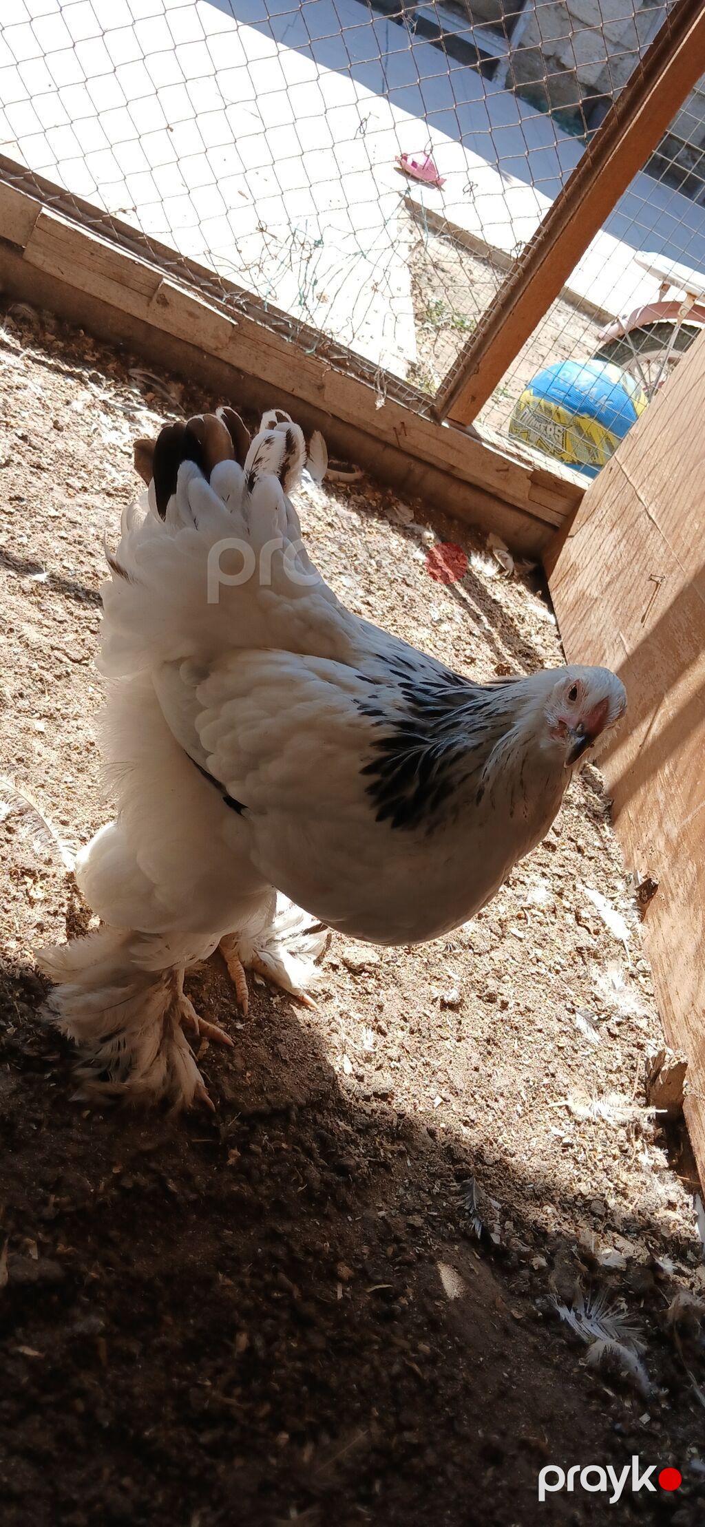 Toyuq, Brama, Damazlıq — Toyuq və xoruz, Bakı (9)