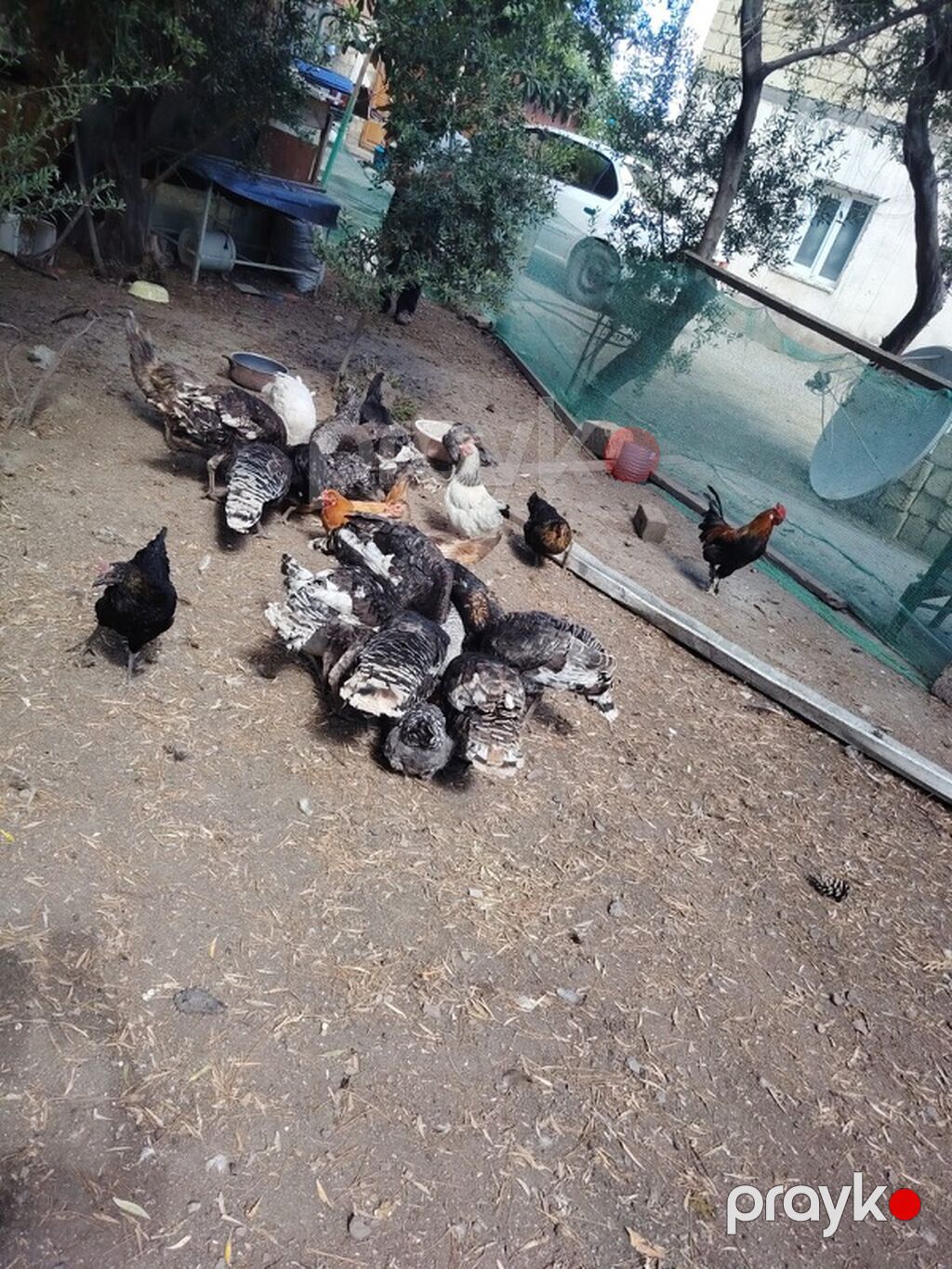 Toyuq, Damazlıq — Toyuq və xoruz, Masazır (8)