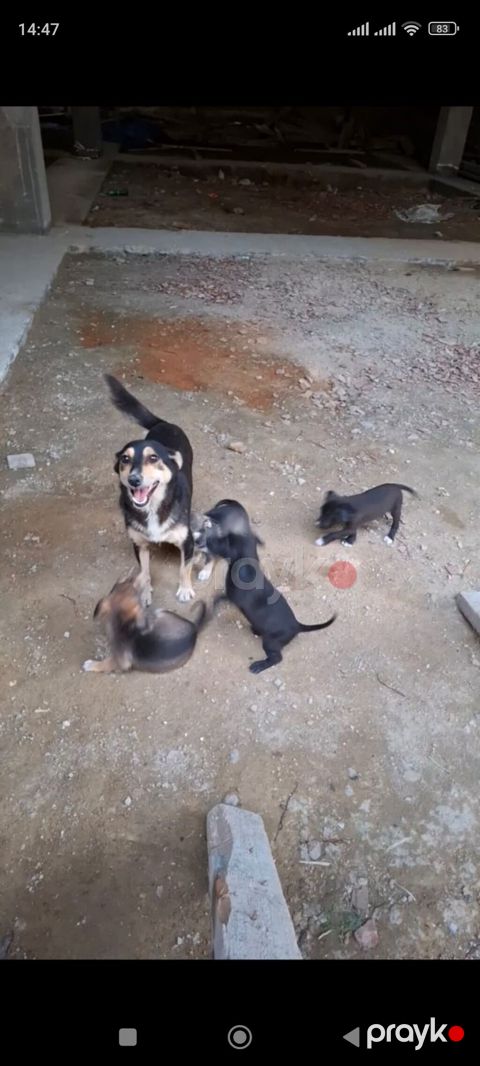 Zvonok, 1 ay, Dişi — Digah