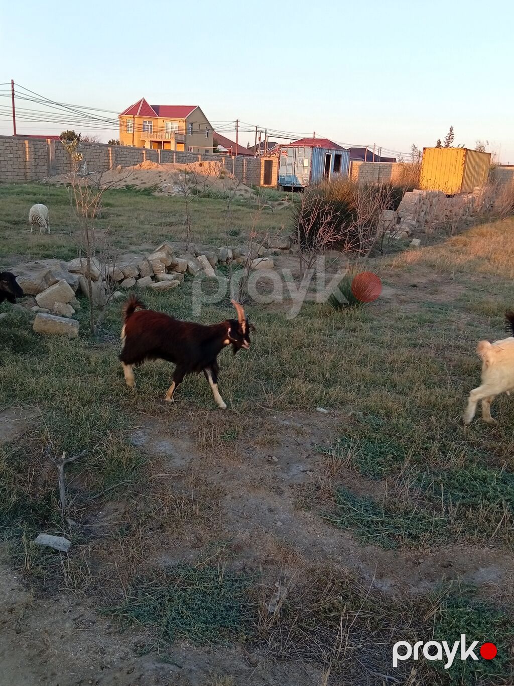 Erkək, il: 1, 15 kq, Damazlıq, Ünvandan götürmə — Kənd təsərrüfatı heyvanları, Bakı (6)