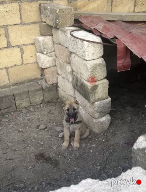 2 ay, Erkək — Quba