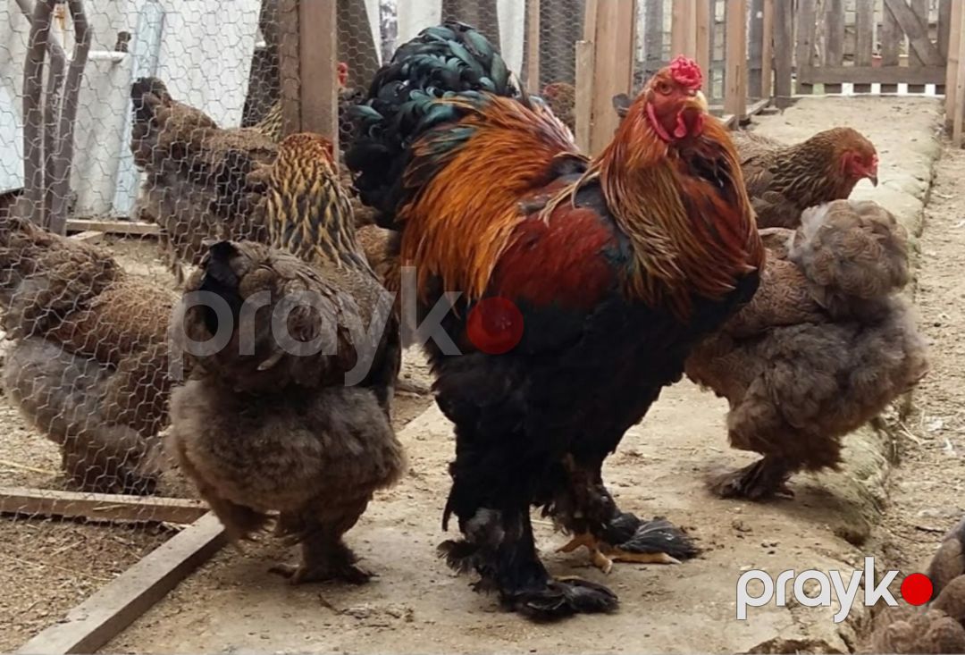 Brama cücəsi — Quşlar, Bakı (4)