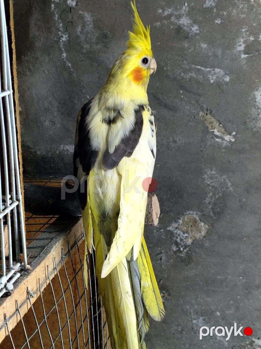 Tutuquşu Korella — Quşlar, Bakı (3)