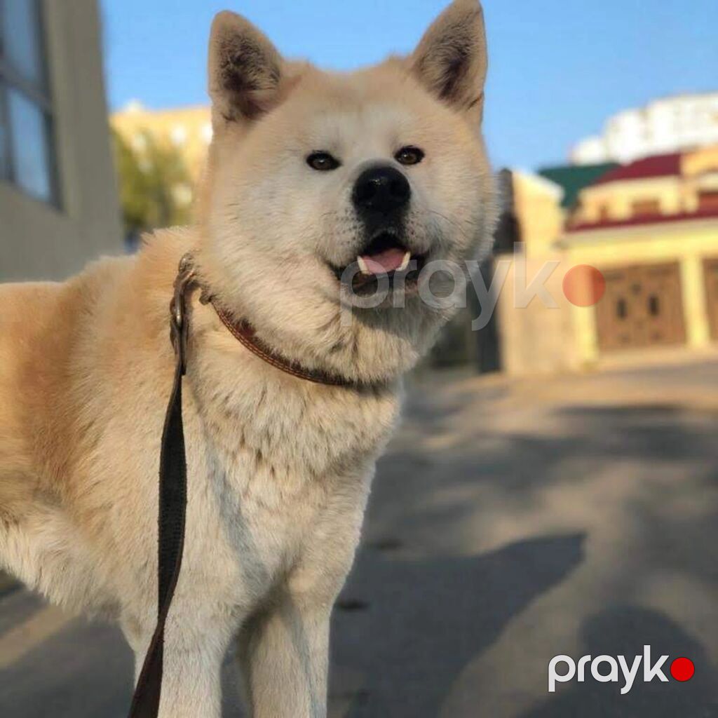 Akita-inu — Köpəklər, Bakı (2)