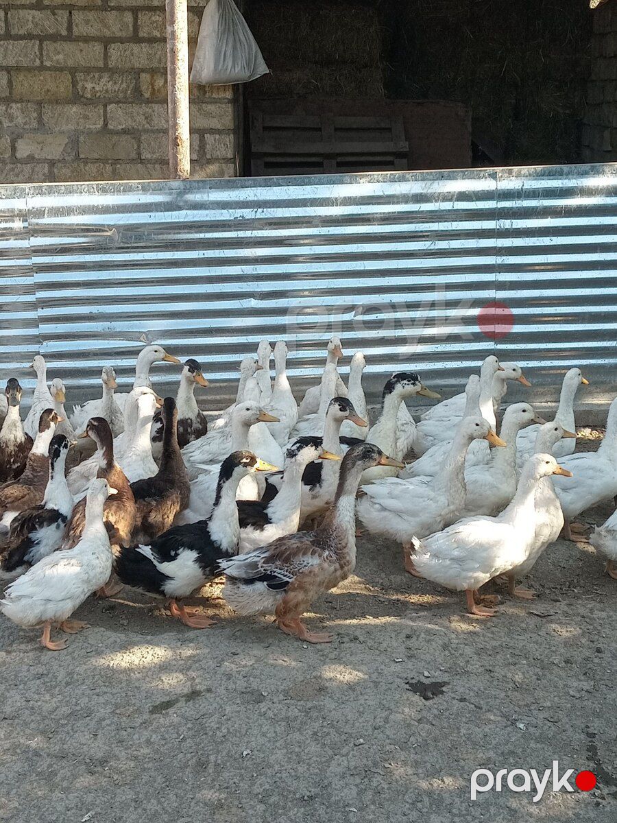 Ördəklər — Quşlar, Şabran (3)