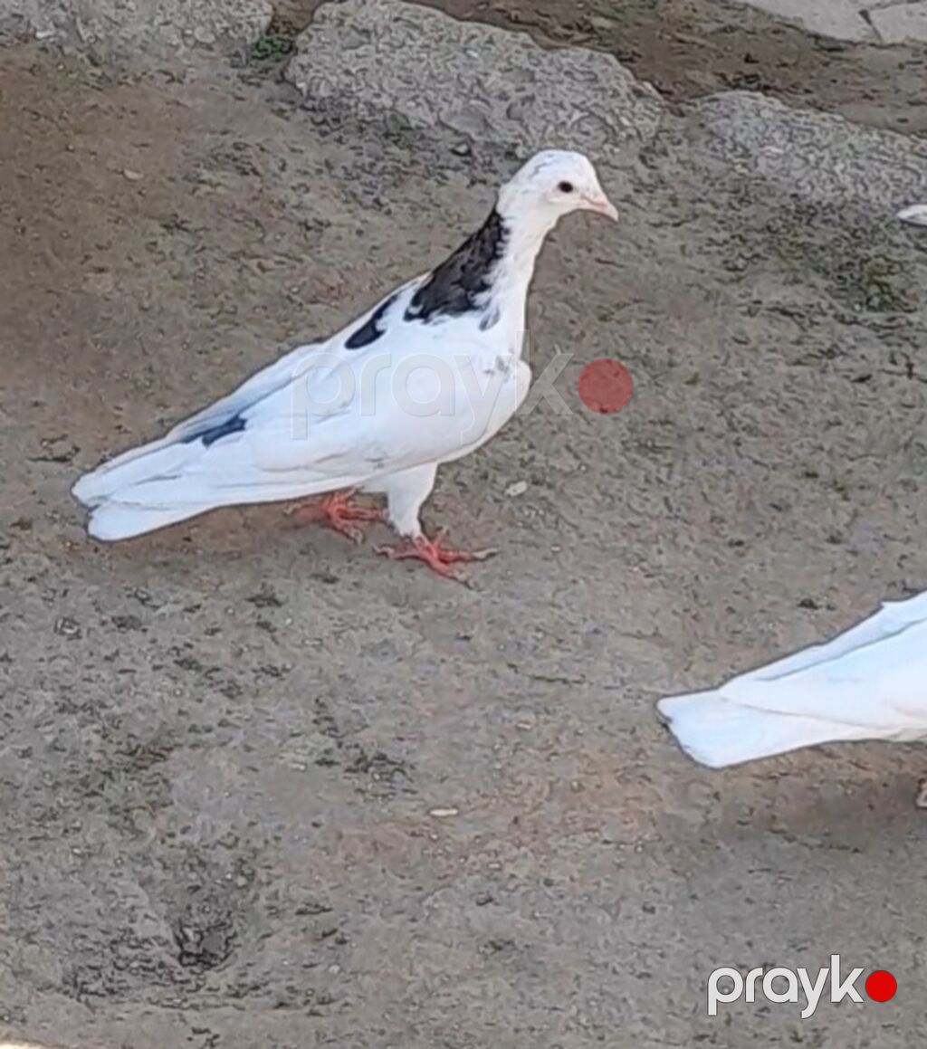Tutulma erkey tuleydedi heyvan — Göyərçin, Bakı (6)