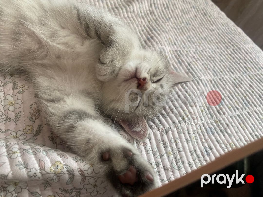 Шотландские котята — Pişiklər, Bakı (7)
