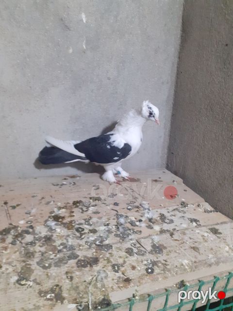 Qeşeng badam lelek, qara çep, qara quyruq, gözü xallı,kekilli göyerçin — Digah