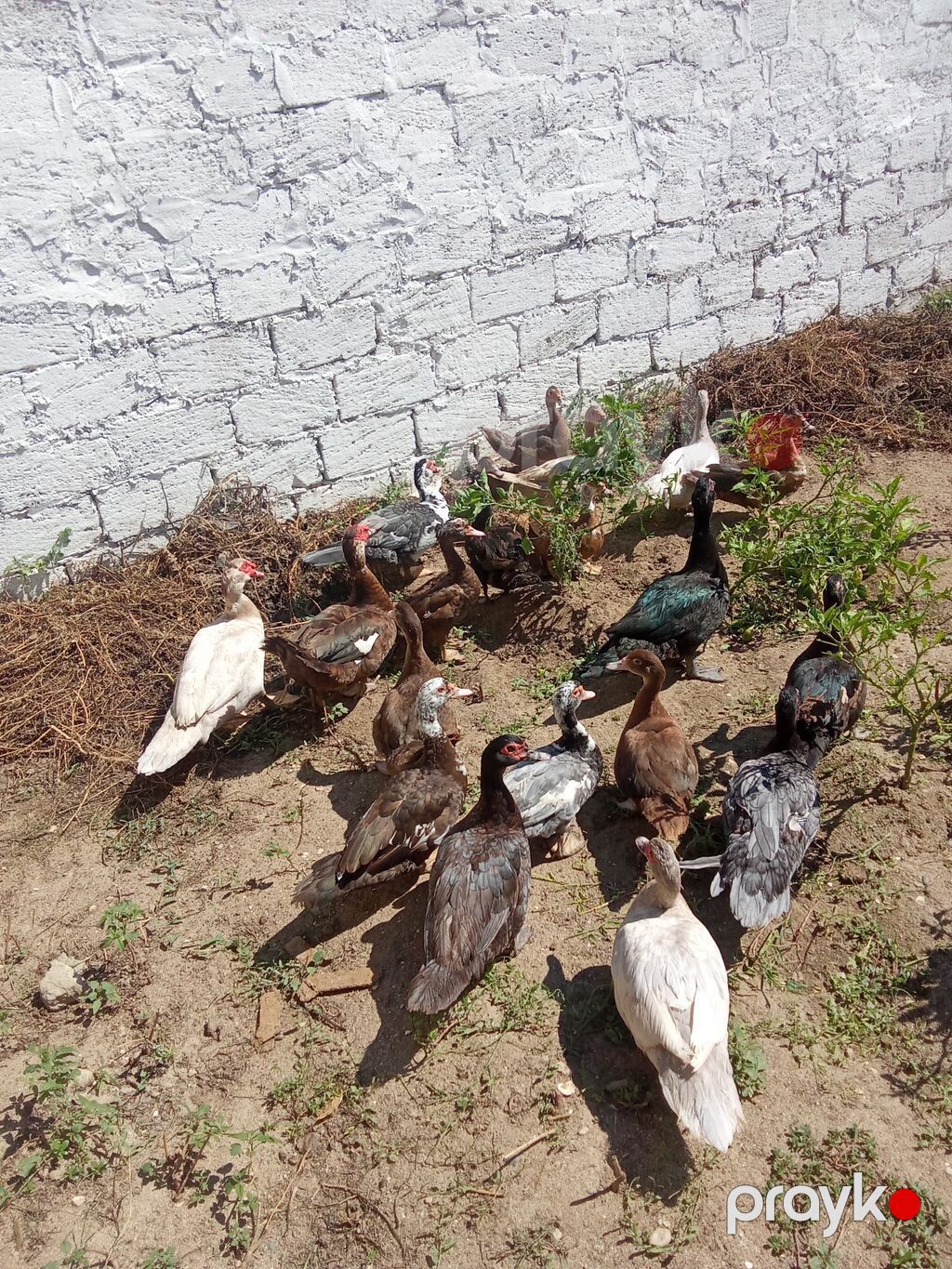 Dişi, Lal ördək, Ətlik — Digərləri, Digah (2)