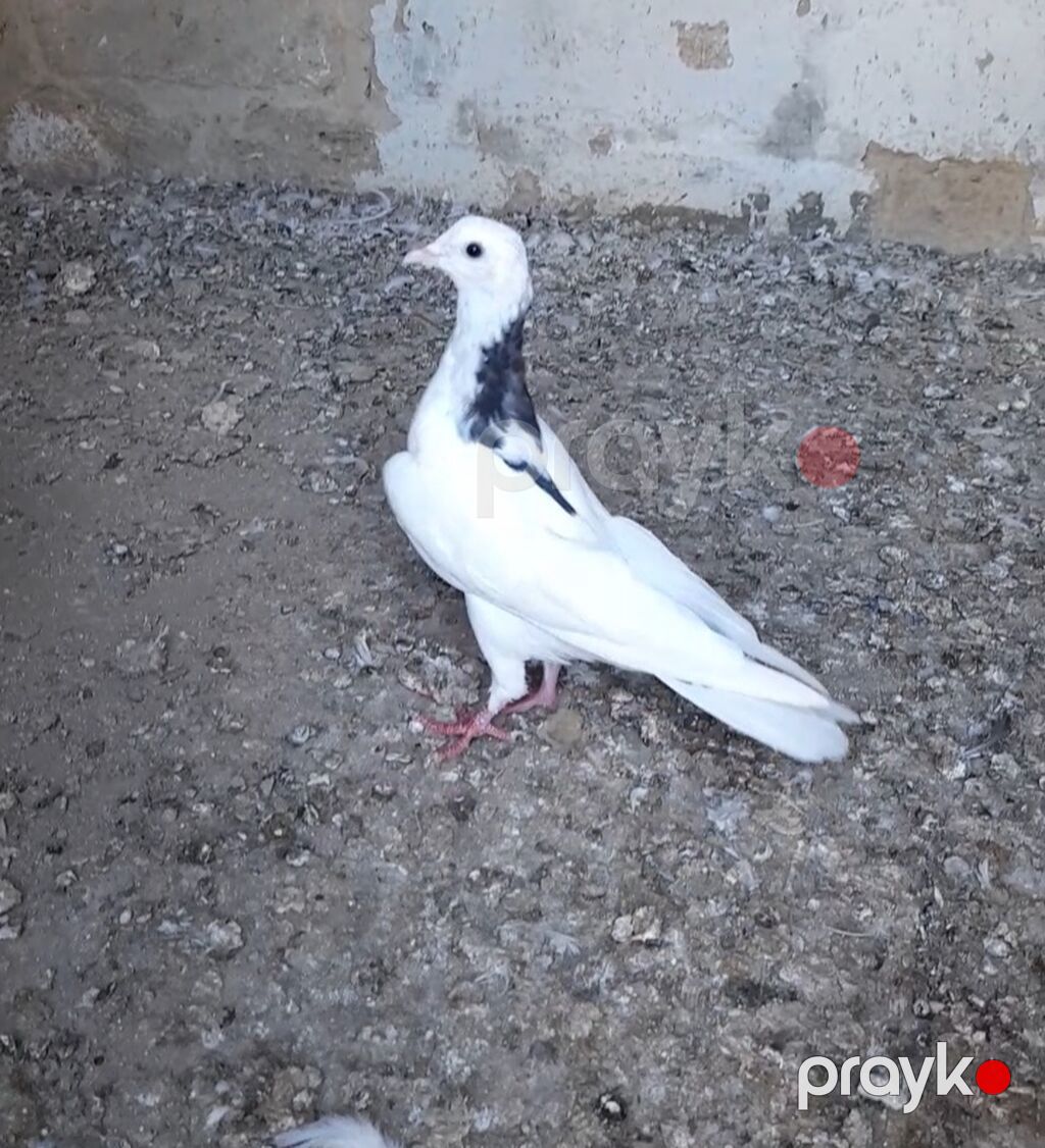 Tutulma erkey tuleydedi heyvan — Göyərçin, Bakı (2)