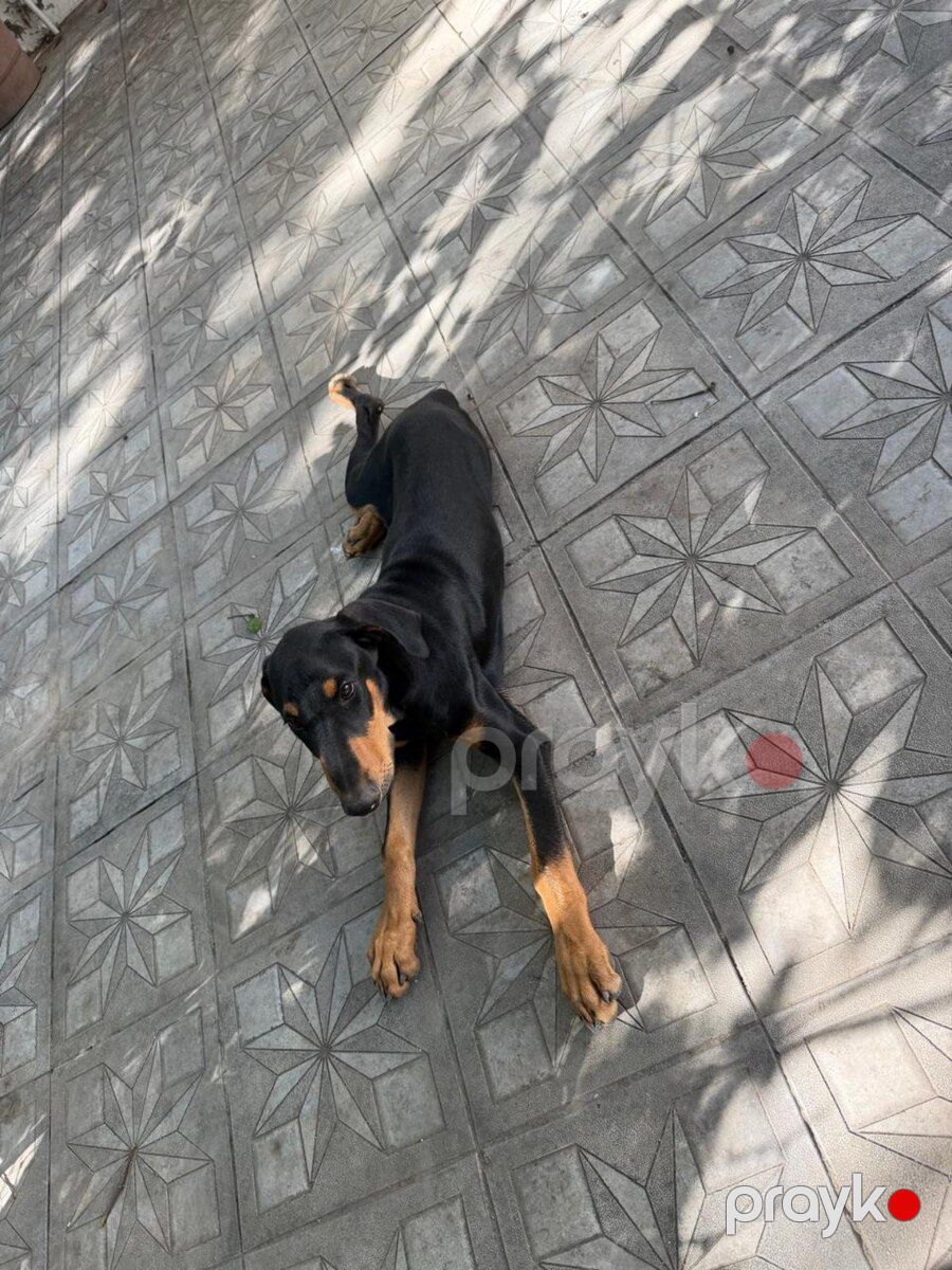 Doberman — Köpəklər, Bakı (2)