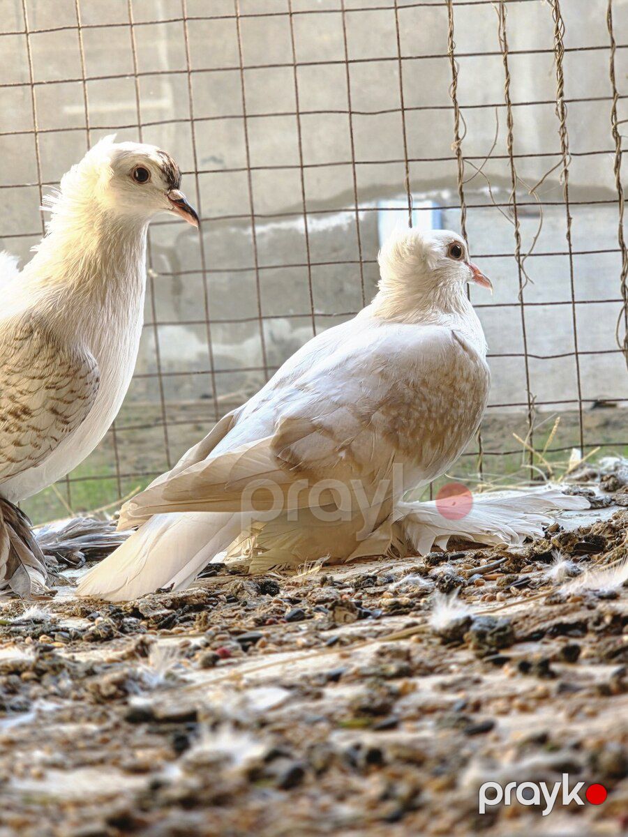 Çayka göyərçin — Quşlar, Bakı (10)