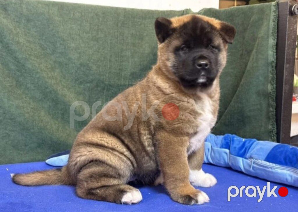 Akita-inu balası — Köpəklər, Bakı (2)