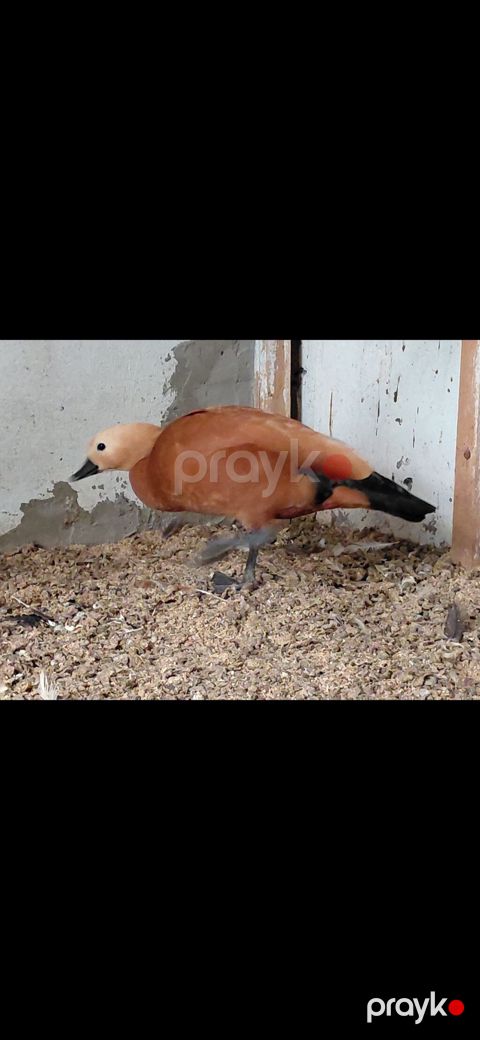 Ruddy shelduck (Tadorna ferruginea) – dekorativ su quşu - Növ: Ruddy — Bakı