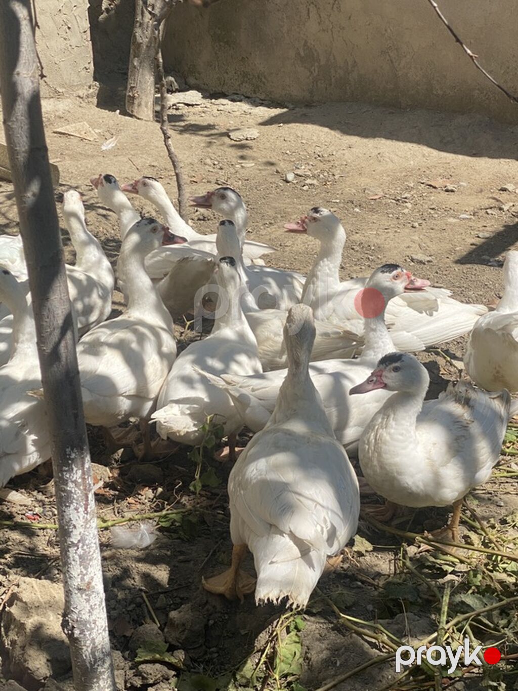 Lavanda lal ördəklər satılır. Hamısı 4 aylıqdır. 2-si ana ördəkdir — Digərləri, Bakı (3)